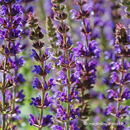 Heerlijke lavendel